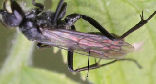 Auplopus carbonarius